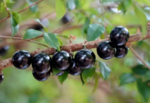 【大美广东·中印尼双语】(Bilingual Cina dan Indonesia)一口就沦陷!广州增城春果清单更新