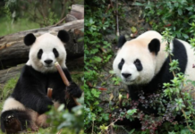“平平”“福双”将赴美国 在美大熊猫将增至10只