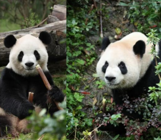 “平平”“福双”将赴美国 在美大熊猫将增至10只