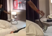 眼镜蛇凌晨爬过酒店熟睡女子颈部