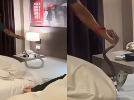 眼镜蛇凌晨爬过酒店熟睡女子颈部