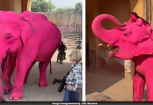 印度“粉红大象”视频疯传惹议 涉事大象死亡