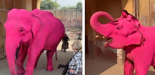 印度“粉红大象”视频疯传惹议 涉事大象死亡