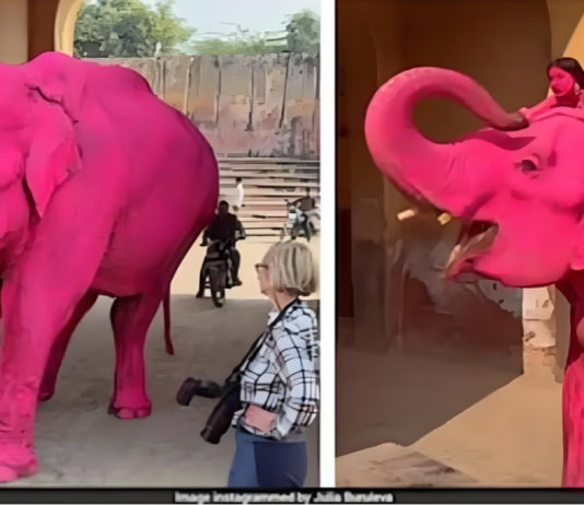 印度“粉红大象”视频疯传惹议 涉事大象死亡