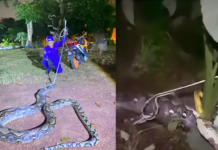 油棕园惊现“蛇吞牛” 巨蟒被捕后吐出牛只