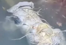 大马海域发现包裹腐尸 警方列为谋杀案调查