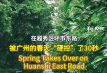 【大美广东·中印尼双语】(Bilingual Cina dan Indonesia)在环市东路,被广州的春天“硬控”了