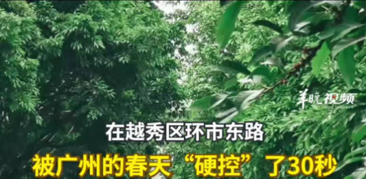 【大美广东·中印尼双语】(Bilingual Cina dan Indonesia)在环市东路,被广州的春天“硬控”了