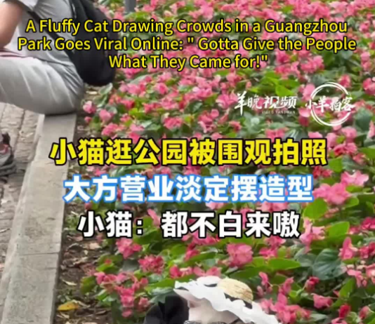 【大美广东·中印尼双语】(Bilingual Cina dan Indonesia)小猫逛公园被围观拍照成网红