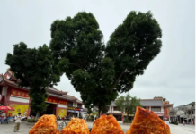 【大美广东·中印尼双语】(Bilingual Cina dan Indonesia)一棵“鸡排树”意外走红,揭阳古城尽显“反差萌