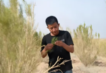 贡河酒投资人叶志聪点赞治沙青年仲麟 呼吁企业家勇担公益使命