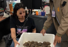 将30只星龟绑身上出境 台女泰国机场被捕