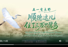 【大美广东·中印尼双语】(Bilingual Cina dan Indonesia)顺德这儿,住了三万只鹭鸟 | 大美岭南·“五一”有点野
