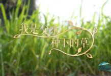 山海之间丨从“干沙滩”到“金沙滩” 一株菌草见证闽宁山海情