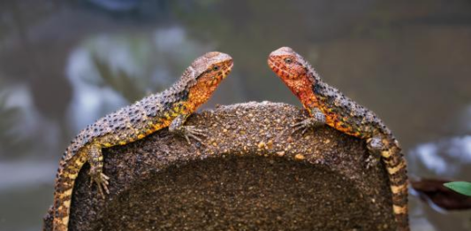 【大美广东·中印尼双语】(Bilingual Cina dan Indonesia)广东生物多样性“家底”日益丰厚