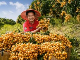 【大美广东·中印尼双语】(Bilingual Cina dan Indonesia)郁南无核黄皮“广货行天下”夏季行动蓄势待发
