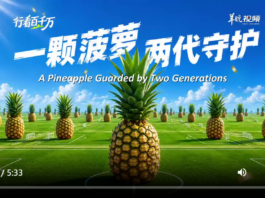 【大美广东·中印尼双语】(Bilingual Cina dan Indonesia)一颗菠萝 两代守护 | 大美岭南·行看百千万