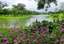 【大美广东·中印尼双语】(Bilingual Cina dan Indonesia)广州花都香水花园开园迎客