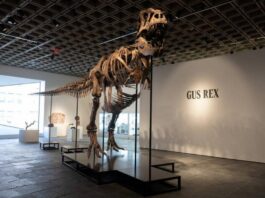 6700万年前暴龙化石“格斯”将拍卖 估价最高达3000万美元