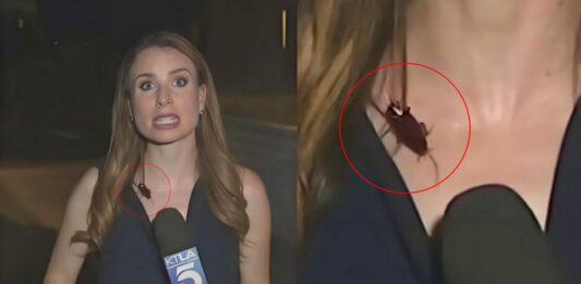 直播时蟑螂飞上身 女记者淡定播报获赞