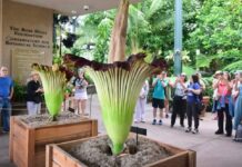 加州植物园两株巨花魔芋罕见同时绽放 数千游客排队闻“腐尸味”