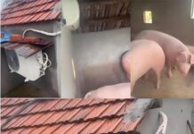欧洲遭遇极端热浪 法国网民吐槽:在中国连猪都有空调