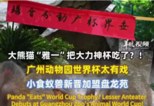 【大美广东·中印尼双语】(Bilingual Cina dan Indonesia)广州动物园“动物世界杯”萌趣开战