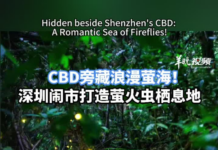 【大美广东·中印尼双语】(Bilingual Cina dan Indonesia)告别远郊限定!深圳繁华都市“种”出漫天星光