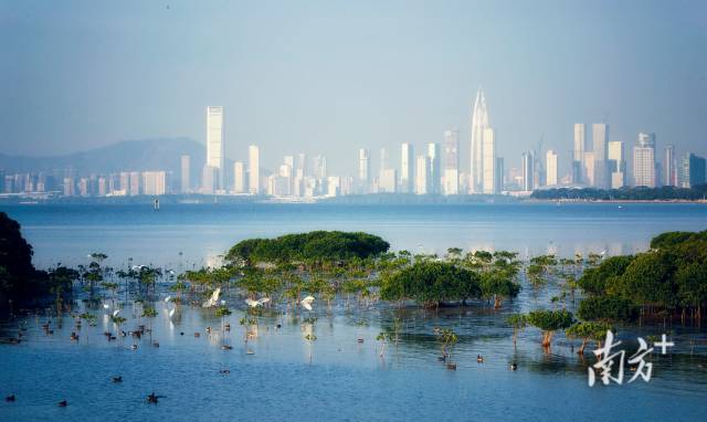 广东深圳福田红树林湿地位于深圳湾东北部,东起新州河口,西至深圳湾公园。
