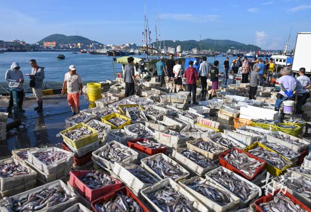 开渔季后闸坡国家级中心渔港高桩码头上，各种渔获上岸，购销两旺。梁文栋 摄