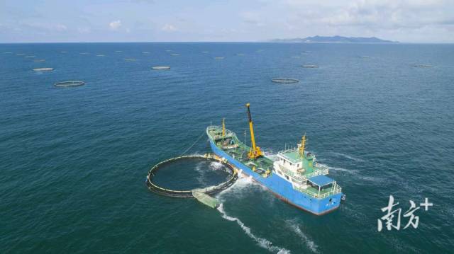 阳江正向深海进军，海洋牧场规划面积占全省近三成。资料图