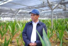 印尼推出全国免费优质种苗计划 覆盖 87 万公顷种植园提振农业产能