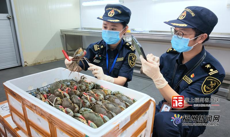 印尼活青蟹“飞”抵榕城
