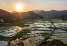 【大美广东·中印尼双语】(Bilingual Cina dan Indonesia)夕阳西下,云浮市郁南县格木村农田里的忙碌身影