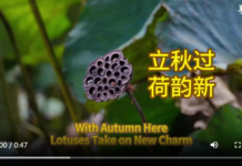 【大美广东·中印尼双语】(Bilingual Cina dan Indonesia)立秋过,荷韵新
