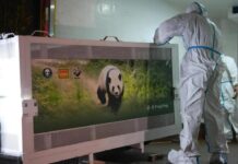 中国大熊猫“平平”“福双”抵达美国 将旅居亚特兰大动物园10年