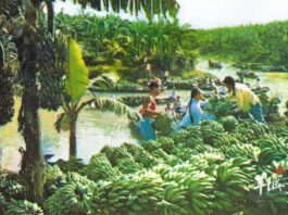 【大美广东·中印尼双语】(Bilingual Cina dan Indonesia)水为圆心,“画”出500亿粮油食品集群