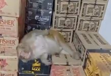 用手部和牙齿开瓶 猴子闯酒行喝酒醉倒