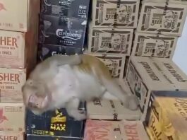 用手部和牙齿开瓶 猴子闯酒行喝酒醉倒