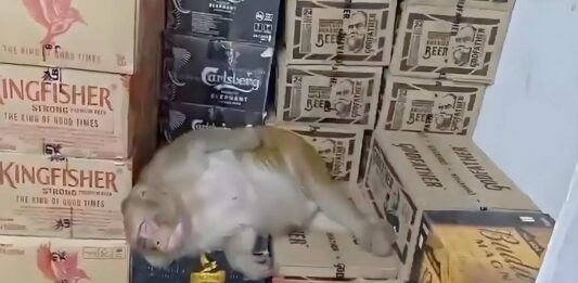 用手部和牙齿开瓶 猴子闯酒行喝酒醉倒