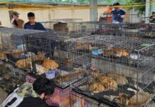 可恶!越南12人盗窃两千余只猫转卖食用