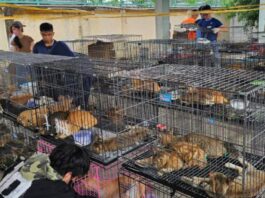 可恶!越南12人盗窃两千余只猫转卖食用