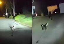 主人家中跌倒受困 狗狗拦警车救人