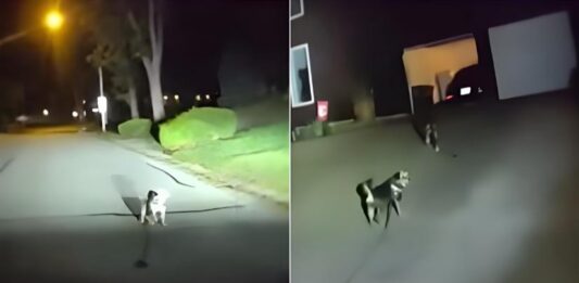 主人家中跌倒受困 狗狗拦警车救人
