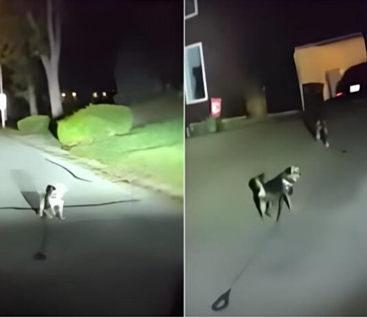 主人家中跌倒受困 狗狗拦警车救人