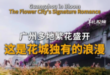 【大美广东·中印尼双语】(Bilingual Cina dan Indonesia)广州多地繁花盛开 这是花城独有的浪漫