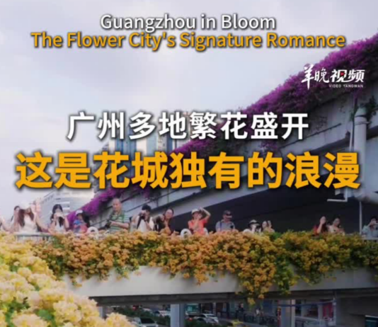 【大美广东·中印尼双语】(Bilingual Cina dan Indonesia)广州多地繁花盛开 这是花城独有的浪漫