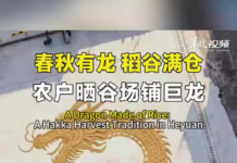 【大美广东·中印尼双语】(Bilingual Cina dan Indonesia)春秋有”龙”稻谷满仓,东源农户晒谷场铺巨龙